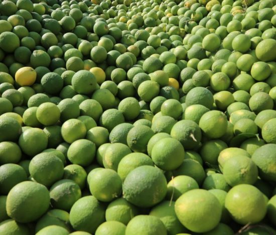 Fruits ; Orange, Banana, Mango